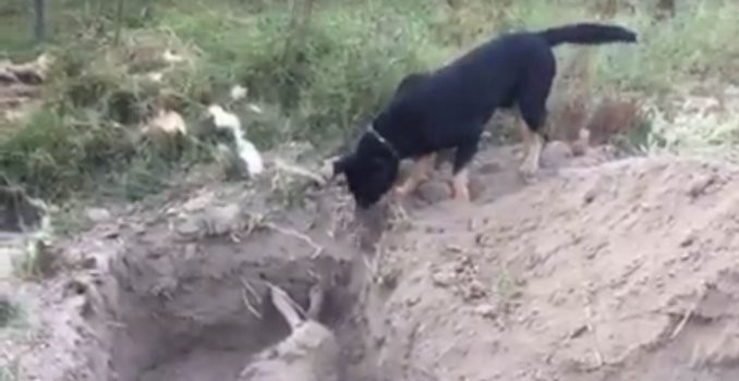 Video: perro enterró a su amigo que murió envenenado | Redes