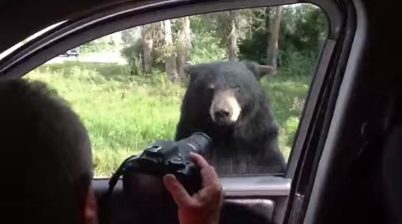 #EsViral El oso que aterroriza a una familia al abrirle la puerta del auto | Redes