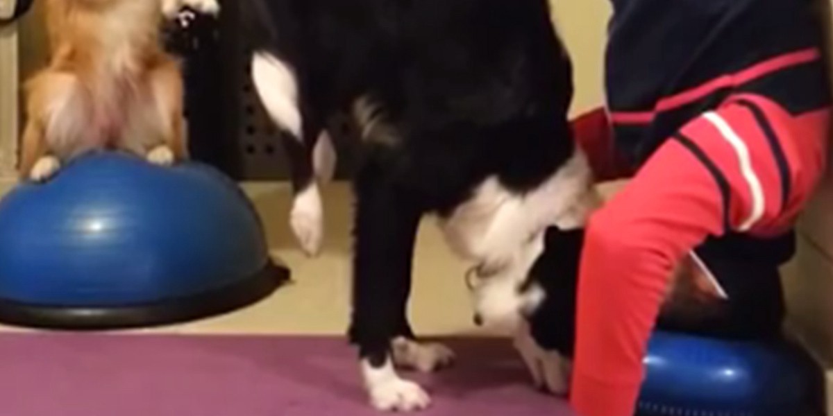 El perro que hace yoga y enamoró a todos en las redes sociales | Redes