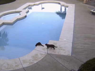 #EsViral Una pileta, dos gatos y una broma muy humana | Redes