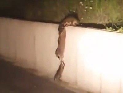 #EsViral Mamá mapache ayuda a su cachorro | Redes