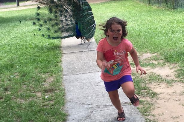 La nena que huyó del pavo real y se convirtió en meme | Redes