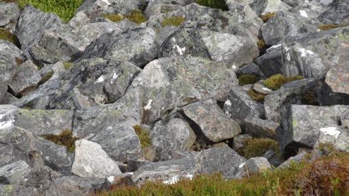 Desafío viral: ¿podés hallar el pájaro en esta foto? | Redes