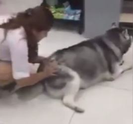 #EsViral El perro que se resiste a la balanza | Redes