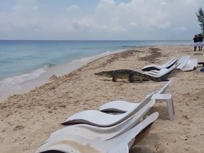 #EsViral El paseo del cocodrilo por una playa de Cozumel | Redes