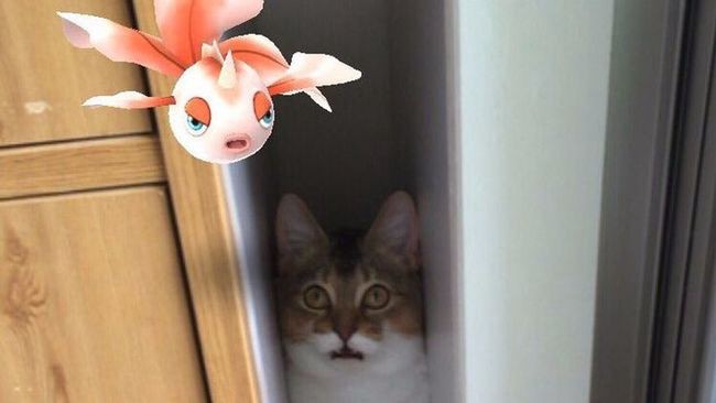 Una leyenda urbana japonesa afirma que los animales pueden ver a los Pokémon | Redes