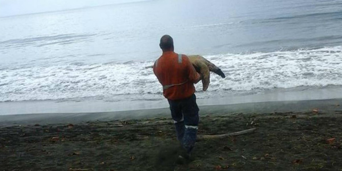 Nueva Guinea: compraba tortugas y las devolvía al mar para rescatarlas | Redes