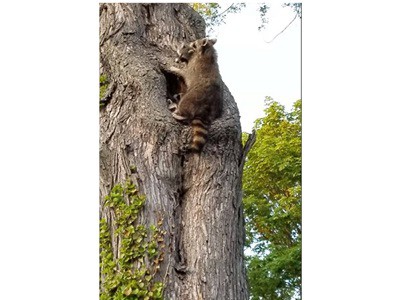 "¡Chicos, adentro!" mamá mapache lleva a sus crías a casa | Redes