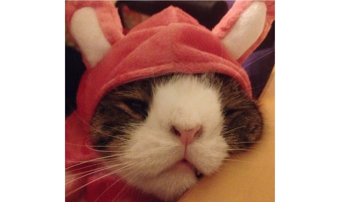 Monty, el gato con Síndrome de Down que es amado en las redes sociales | Redes