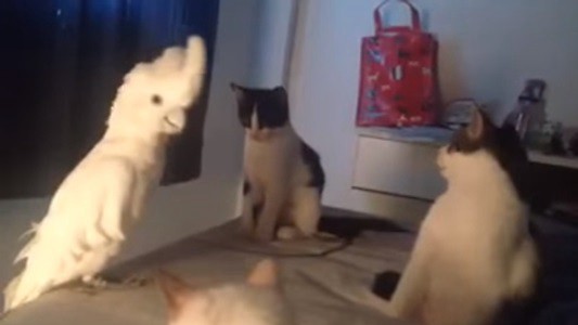 #EsViral La cacatúa que le maúlla a los gatos | Redes