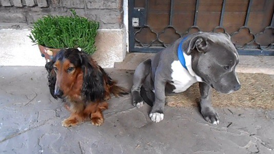 #EsViral los perros que no pueden disimular su culpa | Redes