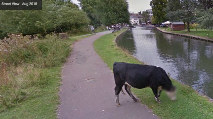 Google Street View le borró la cara a una vaca para "proteger su privacidad" | Redes