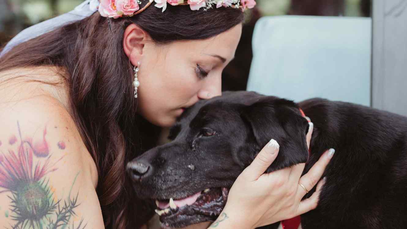 Todos aman a Charlie Bear, el perro desafió a la muerte para asistir a la boda de su dueña | Redes