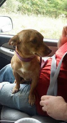 #EsViral: La carta para " la escoria que abandonó a su perro" | Redes