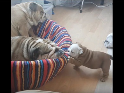 #EsViral El bebé bulldog quiere jugar con su mamá | Redes