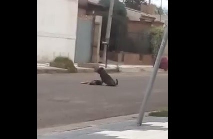 Video: perro se quedó al lado de amigo que murió atropellado | Redes
