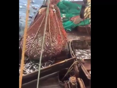 #EsViral Una gran sorpresa atrapada en la red de pesca | Redes
