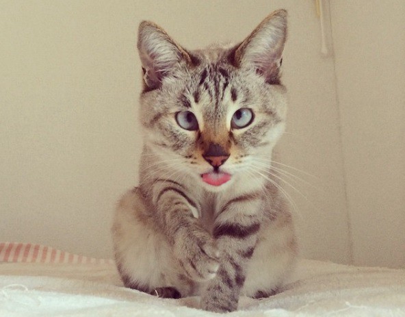 #EsViral Imposible no mirar las fotos de este gatito bizco, furor de las redes sociales | Redes