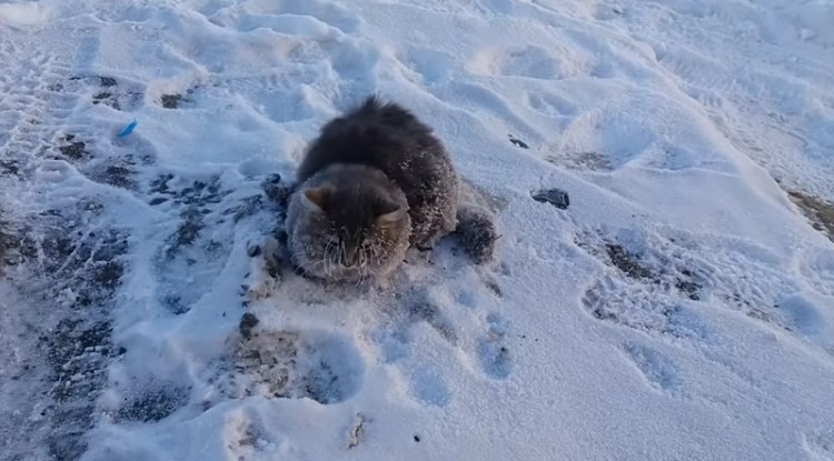 El dramático rescate de un gato que quedó pegado al suelo por el frío | Redes