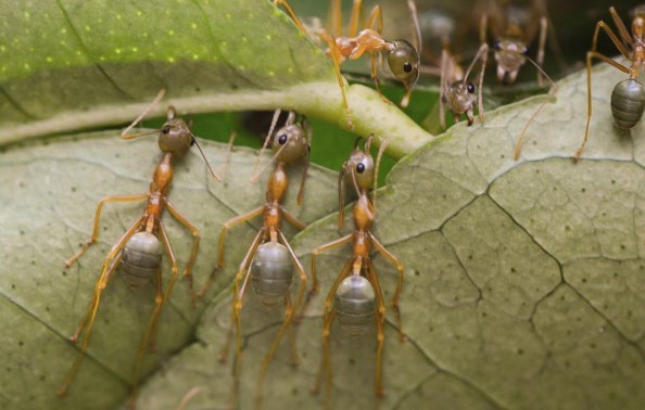 Las impresionantes imágenes de insectos de una fotógrafa australiana | Redes