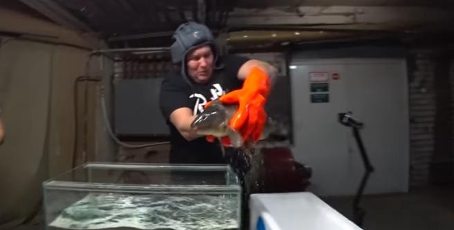 Un youtuber congeló un pez con nitrógeno líquido para ganar seguidores | Redes