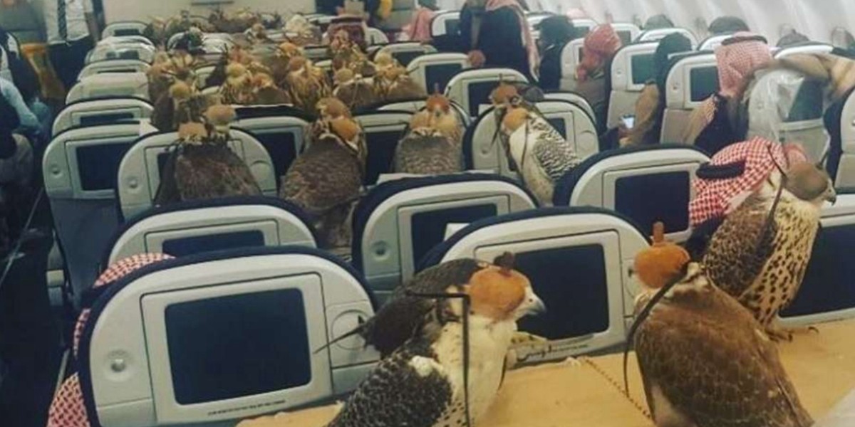 Un príncipe saudí compró 80 pasajes para sus halcones y los subió a un avión comercial | Redes