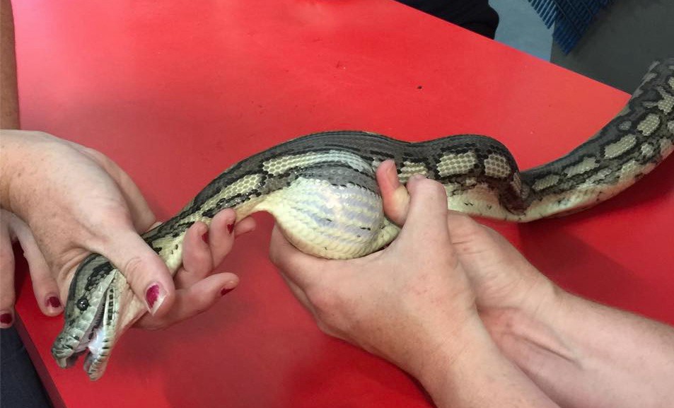 #EsViral El video de la serpiente a la que logran sacarle una pelota de tenis que se había tragado | Redes