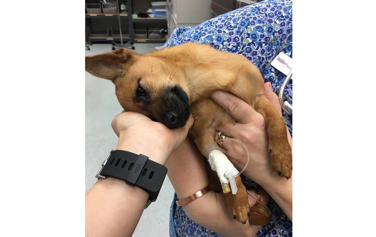 Rescataron a un cachorro con sobredosis de heroína | Redes