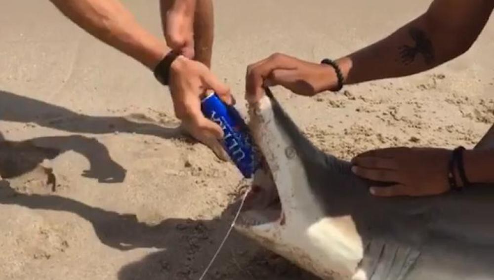 Abren una lata de cerveza con los dientes de un tiburón | Redes