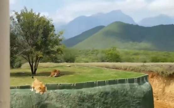 Video: en un café pusieron una leona en una jaula de acrílico | Redes