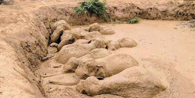 El dramático rescate de 11 elefantes atrapados en el cráter que dejó una bomba | Redes