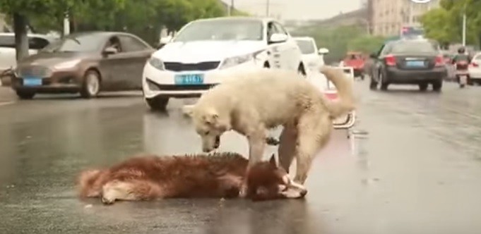 El desgarrador video que muestra a un perro ayudando a su compañero moribundo | Redes