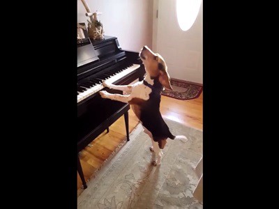 #EsViral Toca el piano y canta como un perro | Redes