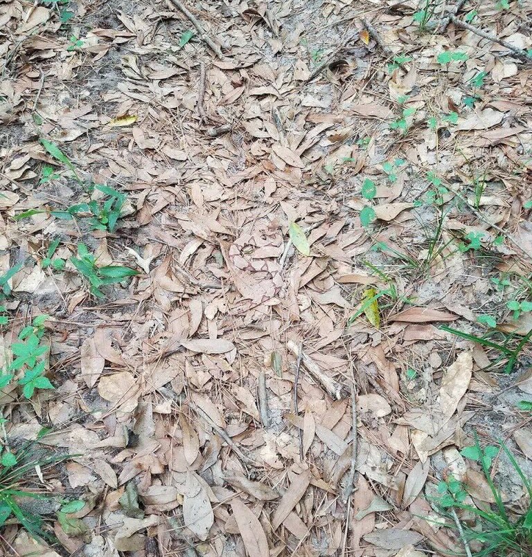 La foto que esconde un peligro mortal | Redes