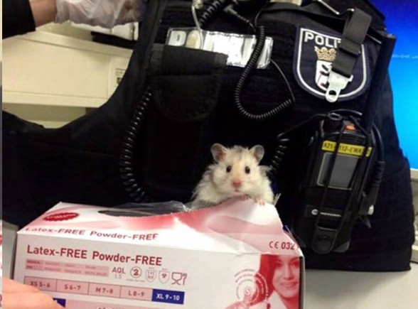 El hámster rescatado que se convirtió en policía | Redes