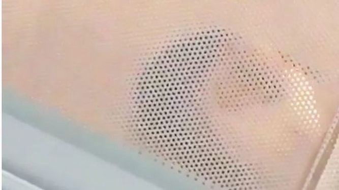 Indignación por una joven que metió a su cobaya en el microondas | Redes