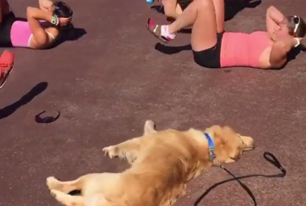 Video viral: el perro al que le gusta hacer abdominales | Redes