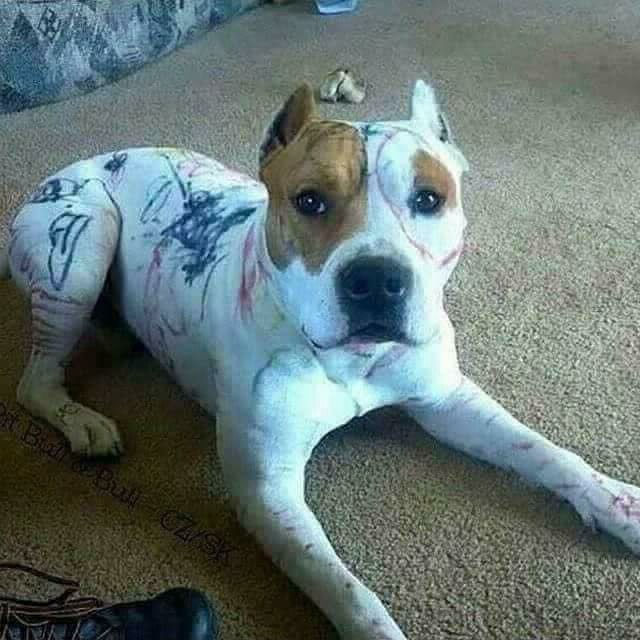 El tuit que destruye mitos sobre "razas peligrosas" de perros | Redes