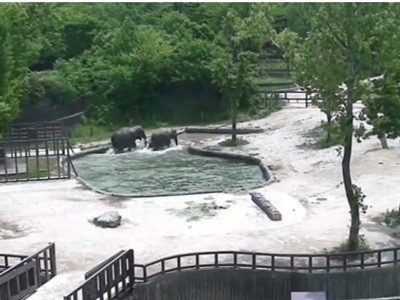 #EsViral Papás elefantes al rescate de su hijo | Redes