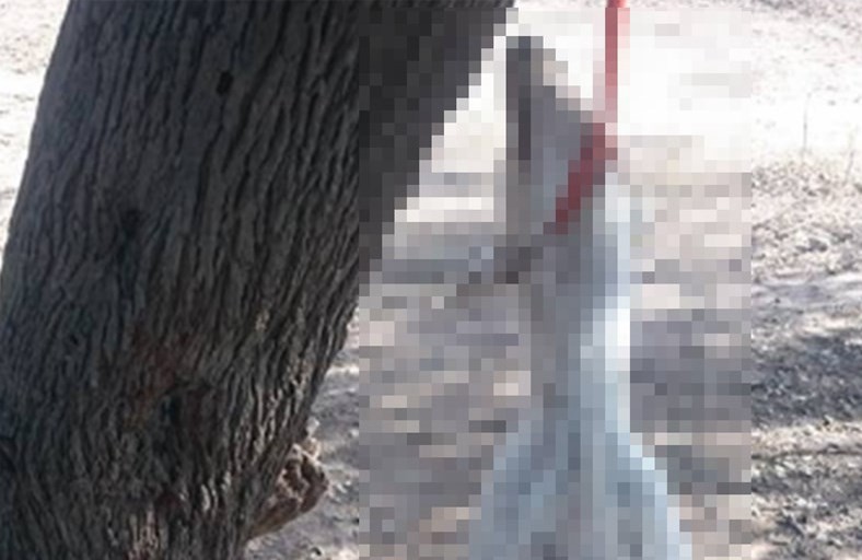 Aberrante: ahorcaron a una perra que buscaba refugio para dar a luz | Redes