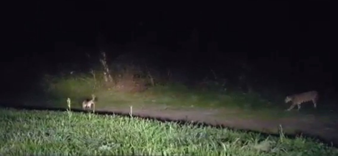 VIDEO: Un guía turístico filmó a un yaguareté intentando cazar a un zorro en las Cataratas | Redes