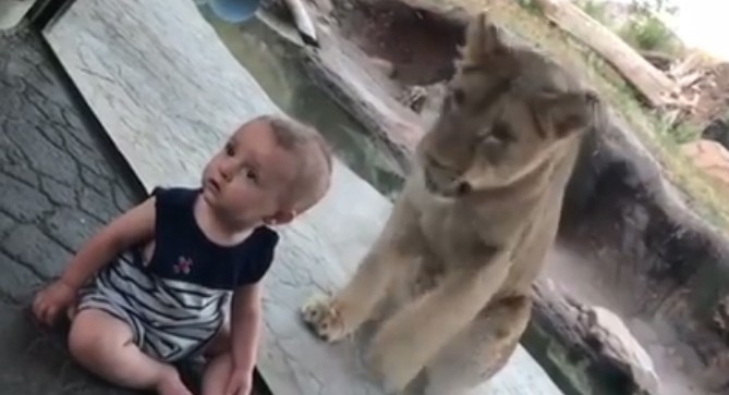 La sorprendente reacción de un bebé tras el ataque de un león en el zoo | Redes