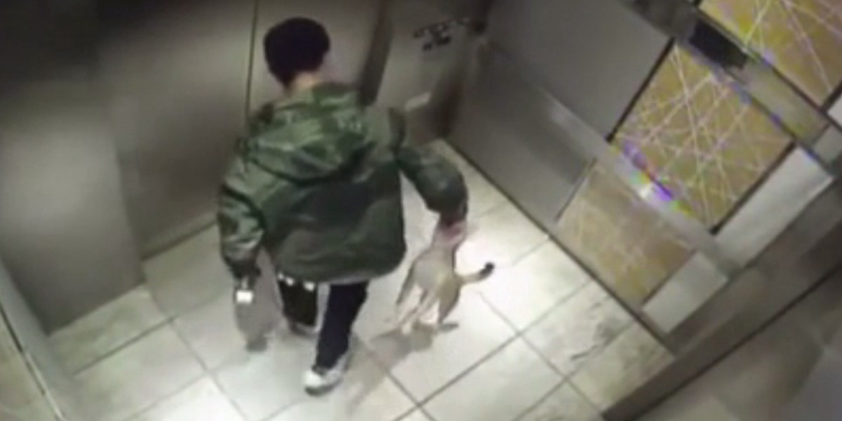 Una cámara captó la brutal golpiza de un hombre a su perro de 10 meses | Redes