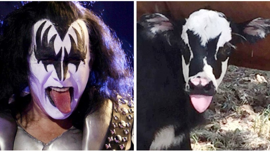 #EsViral El ternero que se parece al cantante de Kiss | Redes
