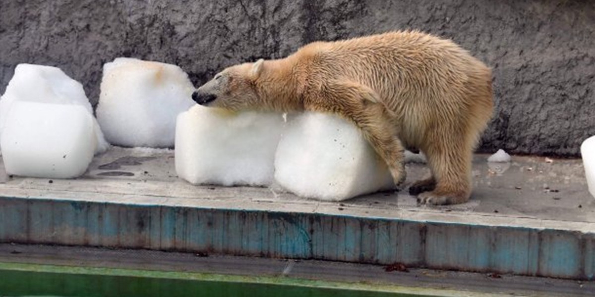 “Así de crueles somos”: la dolorosa foto de osos polares que sobreviven a 40 grados en un zoo | Redes