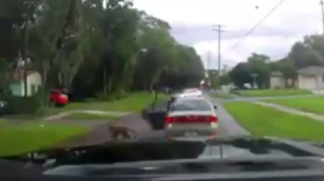 Video desgarrador: la reacción de un perro en el momento de ser abandonado por su dueño | Redes