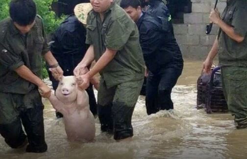 #EsViral La foto del chancho que "sonríe" y es furor en las redes sociales | Redes