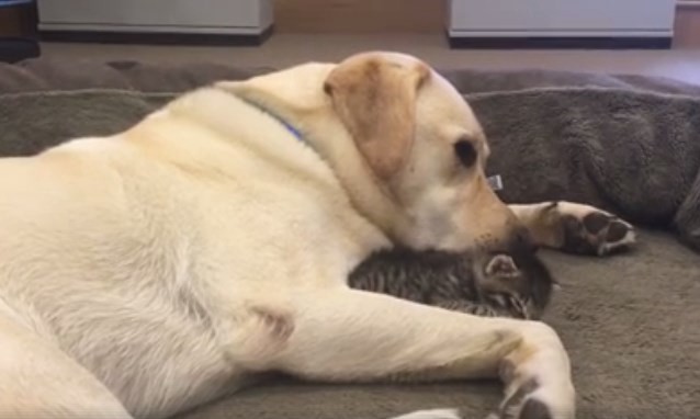 El perro que se convirtió en protector de este gatito abandonado | Redes