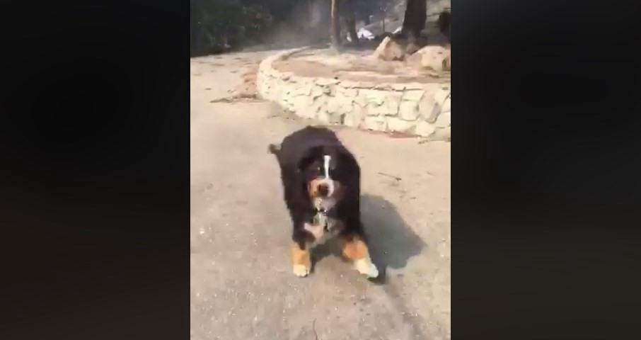 El conmovedor reencuentro de una familia con su mascota tras los incendios en California | Redes