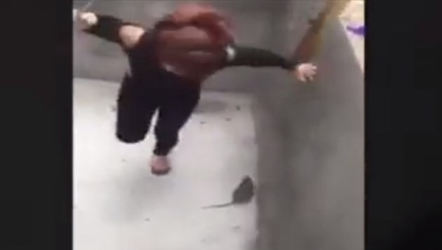 El viral escalofriante que arrasa: una mujer a los gritos y escobazos contra una rata descontrolada | Redes